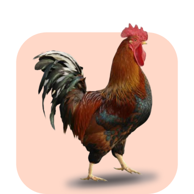 Country Chicken